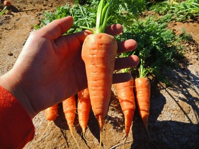 Chantenay Red Core Carrot Seeds 300, 600, 1000, 2000, 5000 seed lots Gold-orange