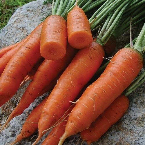 Chantenay Red Core Carrot Seeds 300, 600, 1000, 2000, 5000 seed lots Gold-orange