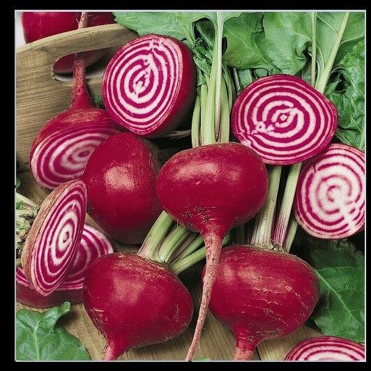 Chioggia Beet 60 - 1200 Seeds CandyStripe Bull's Eye Mild Bassano Microgreens