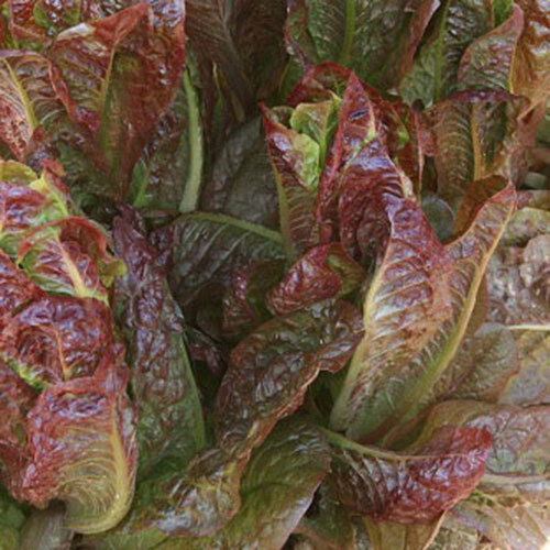 Cimmaron Deep red Romaine Lettuce 500-5000 seeds Bulk Heirloom Crisp Rare Color!