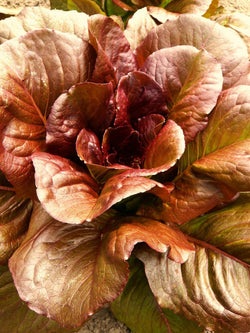 Cimmaron Deep red Romaine Lettuce 500-5000 seeds Bulk Heirloom Crisp Rare Color!
