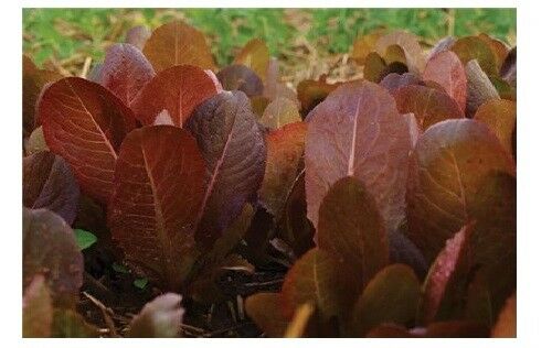 Cimmaron Deep red Romaine Lettuce 500-5000 seeds Bulk Heirloom Crisp Rare Color!