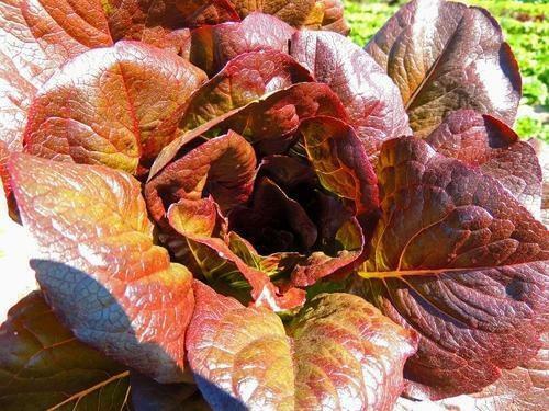 Cimmaron Deep red Romaine Lettuce 500-5000 seeds Bulk Heirloom Crisp Rare Color!