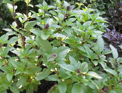 Cinnamon Basil 100 - 1 LB Seeds Fresh Heirloom culinary scent Herb plant Spicy