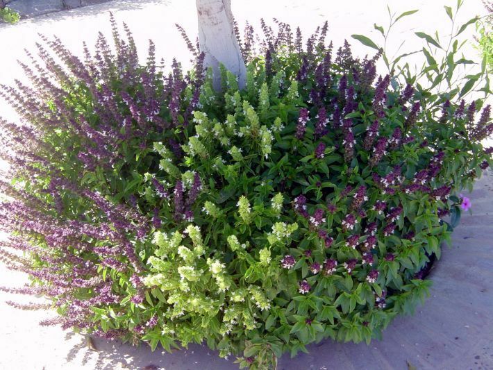Cinnamon Basil 100 - 1 LB Seeds Fresh Heirloom culinary scent Herb plant Spicy