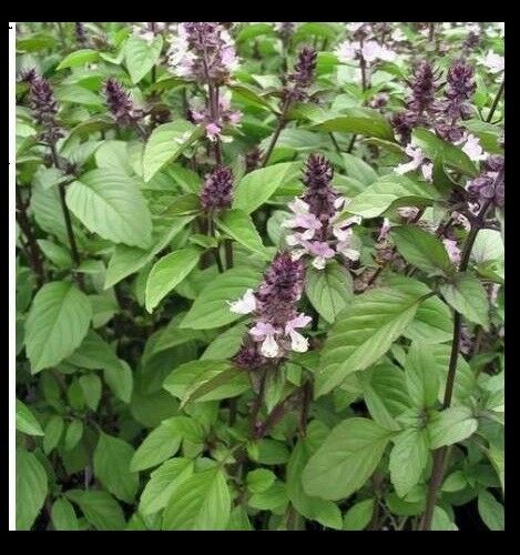 Cinnamon Basil 100 - 1 LB Seeds Fresh Heirloom culinary scent Herb plant Spicy