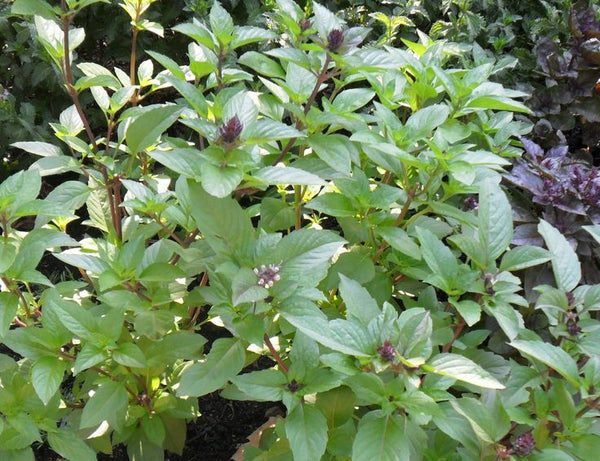 Cinnamon Basil 100 - 12,500 Seeds Fresh Heirloom culinary scent Herb plant Spicy