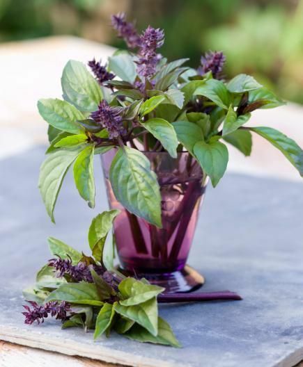 Cinnamon Basil 100 - 12,500 Seeds Fresh Heirloom culinary scent Herb plant Spicy