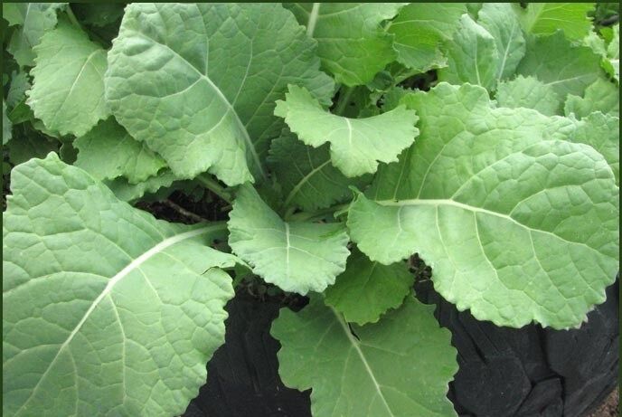 Collards Georgia Southern Greens 300 - 128,000 Seeds Heirloom Healthy Delicious