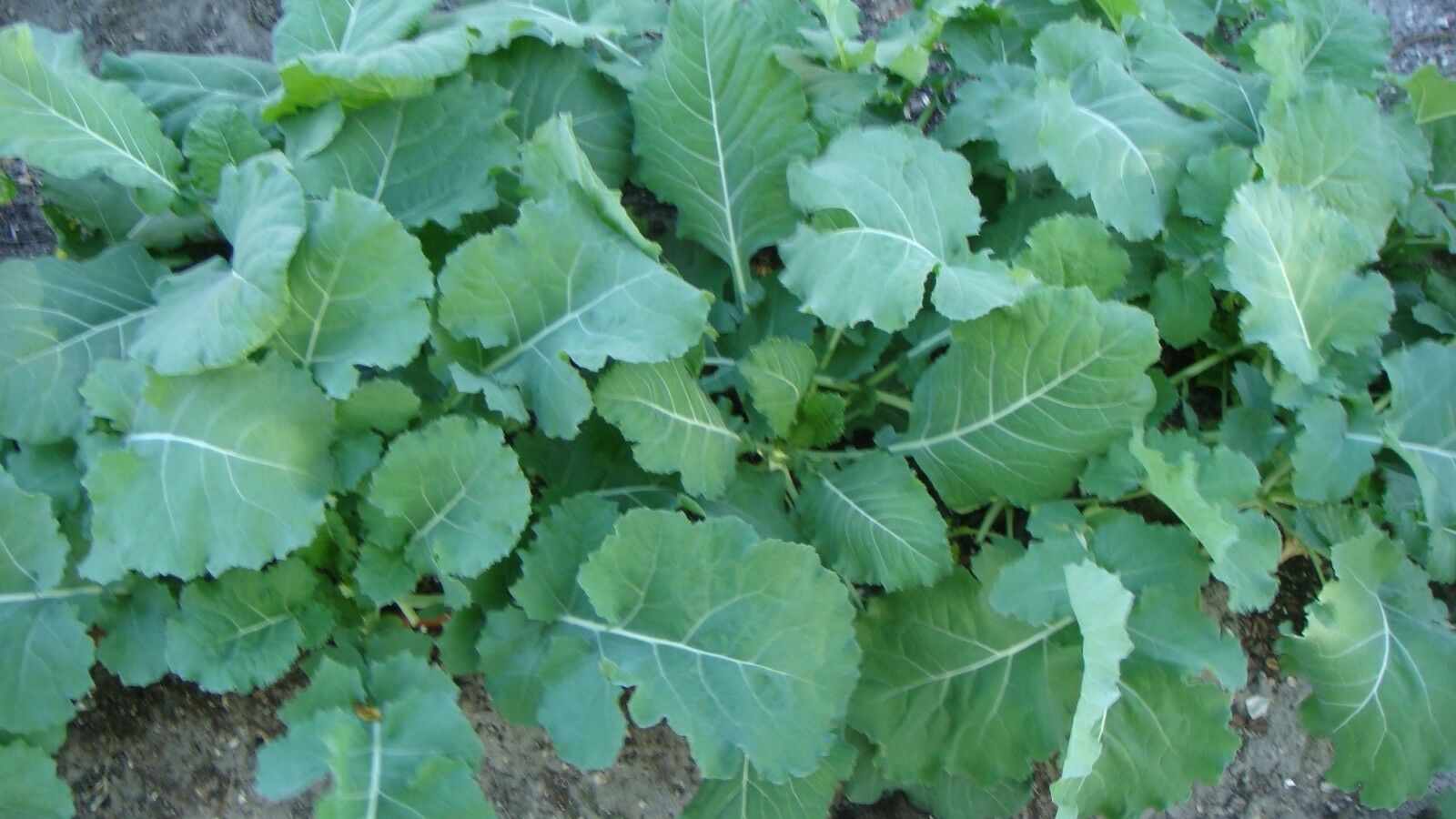 Collards Georgia Southern Greens 300 - 128,000 Seeds Heirloom Healthy Delicious
