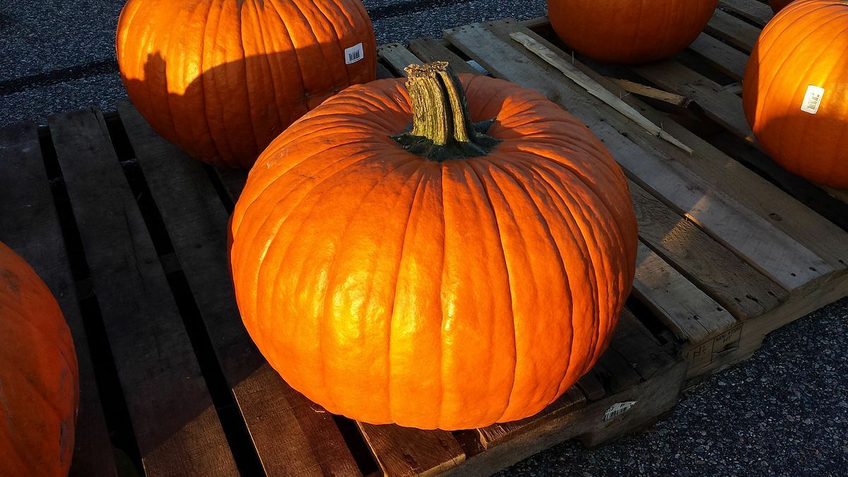 Connecticut Field Pumpkin 100 - 1600 Seeds Heirloom Bulk Non-GMO Bright Orange