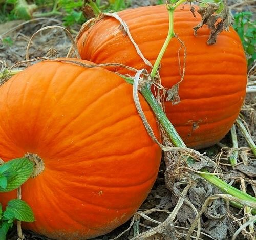 Connecticut Field Pumpkin 100 - 1600 Seeds Heirloom Bulk Non-GMO Bright Orange