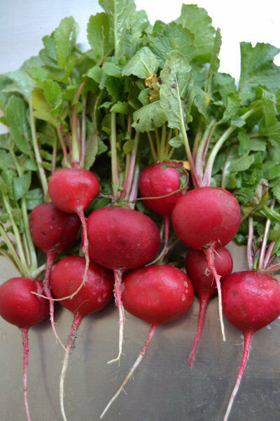 Crimson Giant Radish 100, 200, 500, 2000 seeds Crispy Huge Heirloom Wholesale