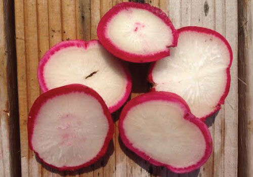 Crimson Giant Radish 100, 200, 500, 2000 seeds Crispy Huge Heirloom Wholesale
