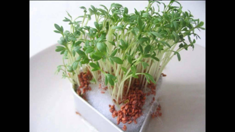 Curly Garden Cress seeds (200 - 12,800) peppergrass wort Halim Aliv CHANDRASHOOR