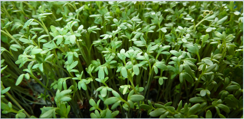 Curly Garden Cress seeds (200 - 12,800) peppergrass wort Halim Aliv CHANDRASHOOR