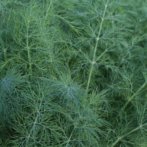 Dill Dukat 100 - 2000 seeds Fresh Heirloom culinary Herb Kitchen Sweet Aromatic
