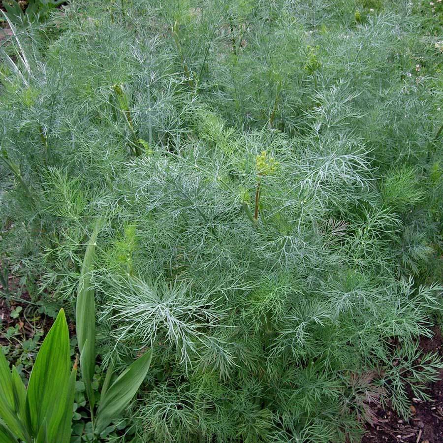 Dill Dukat 100 - 2000 seeds Fresh Heirloom culinary Herb Kitchen Sweet Aromatic