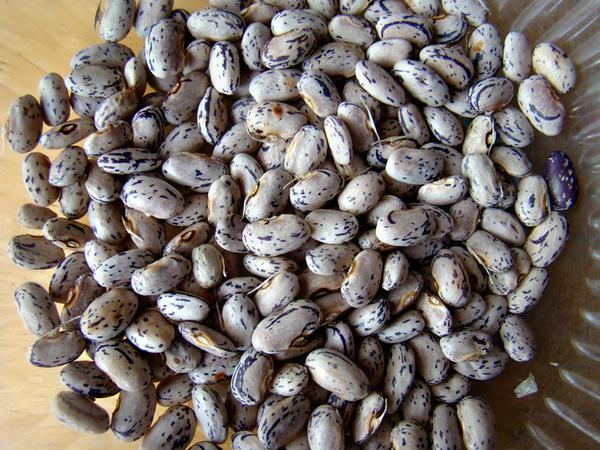 Dragon's Tongue 10 - 500 Beans Wax Bush Heirloom Large Cream Purple pods Non GMO