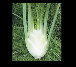Florence Fennel Seeds Anise Aroma hardy perennial herb Landscape Flower Licorice