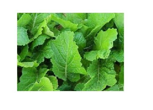 Florida Broadleaf Mustard 450 - 50,000 Seeds Heirloom Southern India Huge Leaves