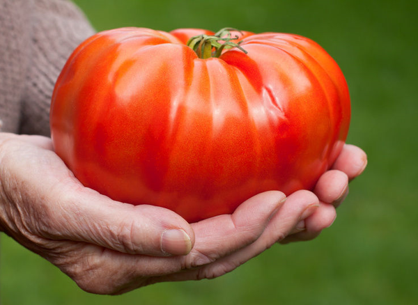 GIANT Delicious Tomato 30 - 4000 Seeds World Record 7 lbs 12 oz! BIG HEIRLOOM