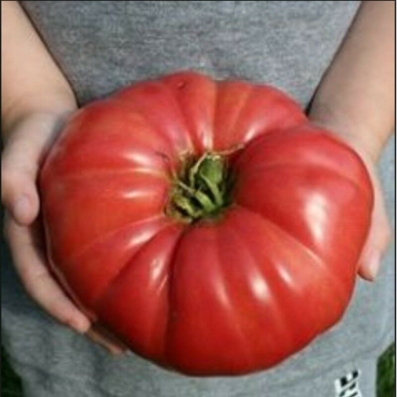 GIANT Delicious Tomato 30 - 4000 Seeds World Record 7 lbs 12 oz! BIG HEIRLOOM