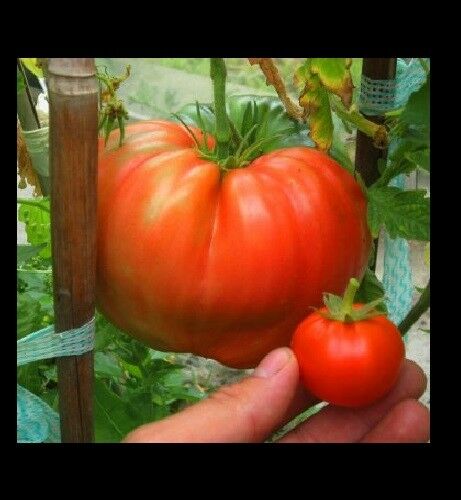 GIANT Delicious Tomato 30 - 4000 Seeds World Record 7 lbs 12 oz! BIG HEIRLOOM