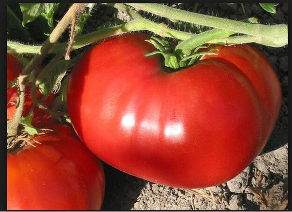 GIANT Delicious Tomato 30 - 4000 Seeds World Record 7 lbs 12 oz! BIG HEIRLOOM