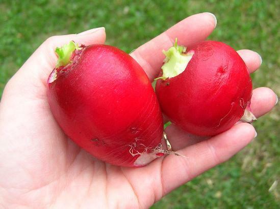 German Giant Radish Select Quantities 30-30000 Seeds Very Large Delicious Crispy