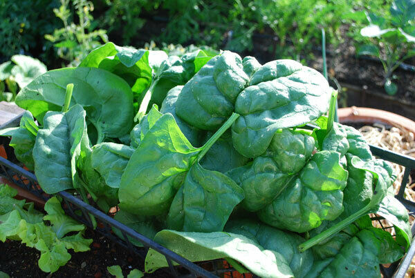 Giant Noble Spinach Seeds 100 - 1 LB Bulk Huge Leaves! Heirloom NON-GMO Big