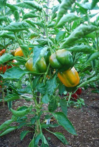 Golden California Wonder Bell Pepper 20 - 16,000 Seeds Sweet Bulk Yellow Rare