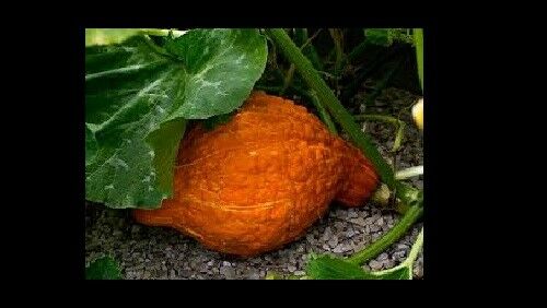 Golden Hubbard Winter Squash 10 - 1000 Seeds Heirloom Wholesale Bulk Fresh Soup