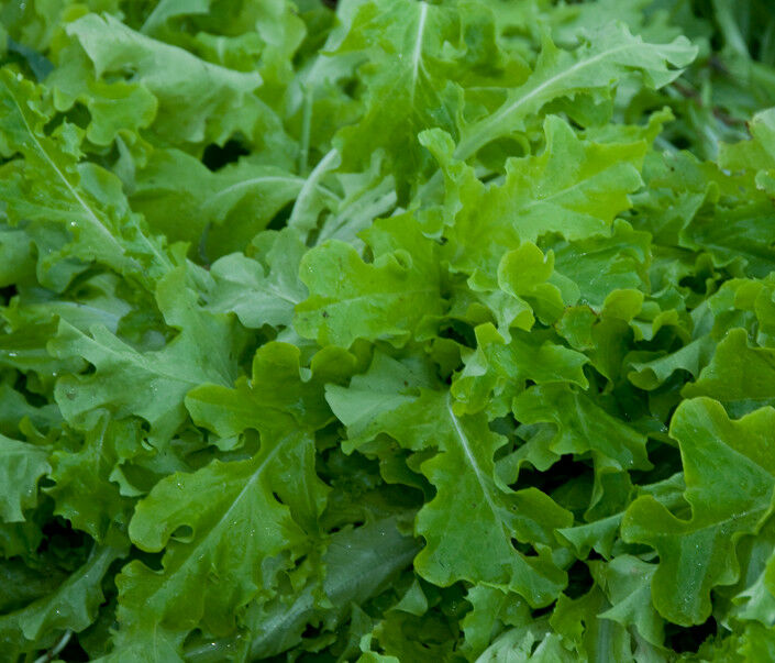 Green Salad Bowl Loose Leaf Lettuce 600 - 16,000 Seeds AAS Heirloom Improved