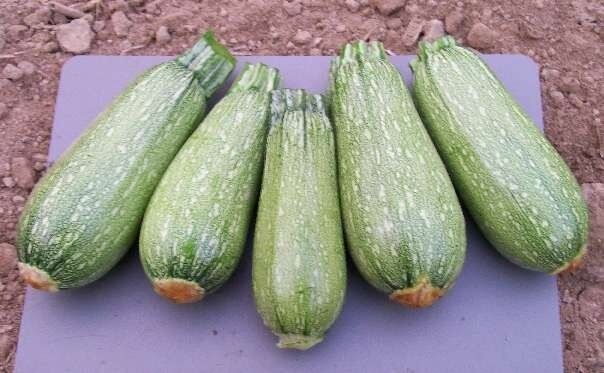 Grey Zucchini Summer Squash Seeds Heirloom delicious Gray 10 - 100 seeds