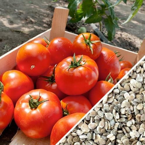 Homestead Tomato 100 - 6400 Seeds Heirloom Survival Huge Heavy Producer! Classic Slicing