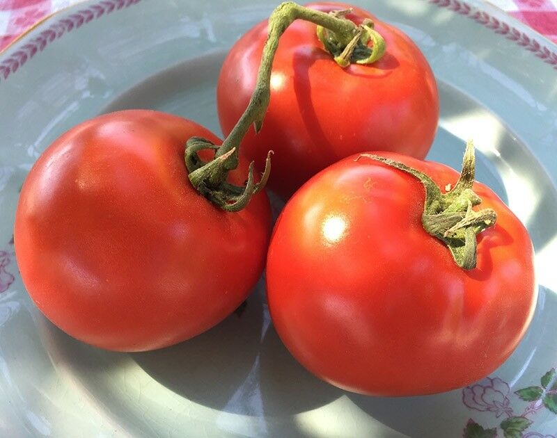 Homestead Tomato 100 - 6400 Seeds Heirloom Survival Huge Heavy Producer! Classic Slicing