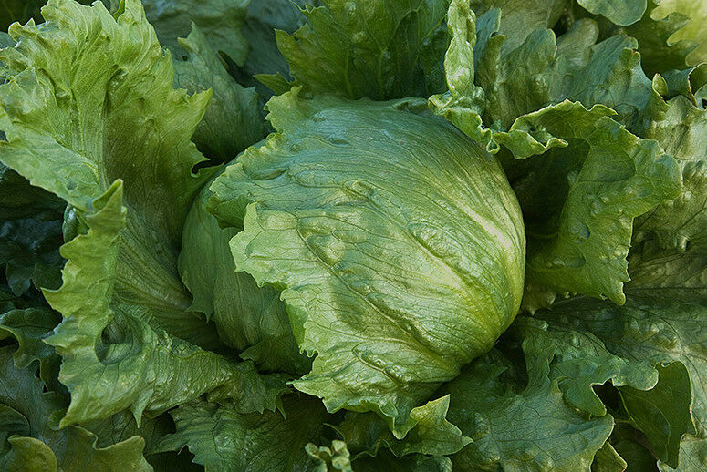 Iceberg heading lettuce 1000 - 40,000 seeds bulk heirloom crisp non GMO healthy