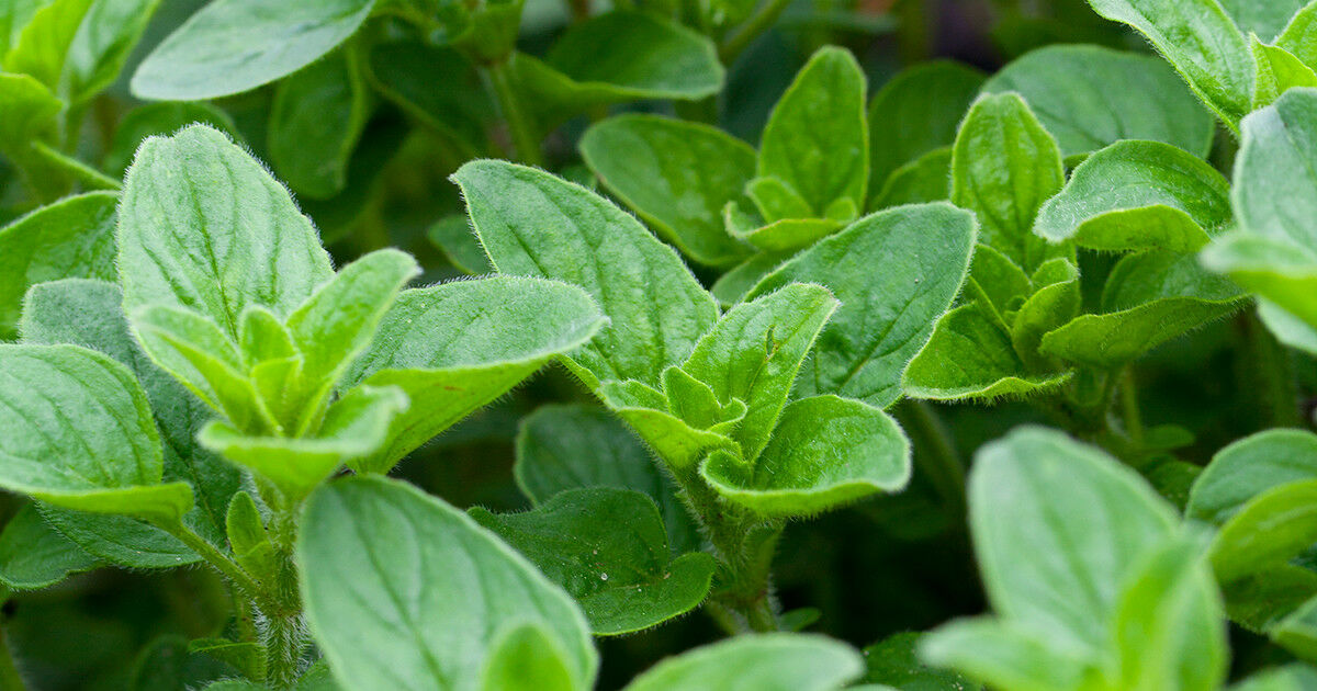 Italian Oregano 300 - 256,000 Seeds Origanum Vulgare Bulk Wholesale pizza spice Herb