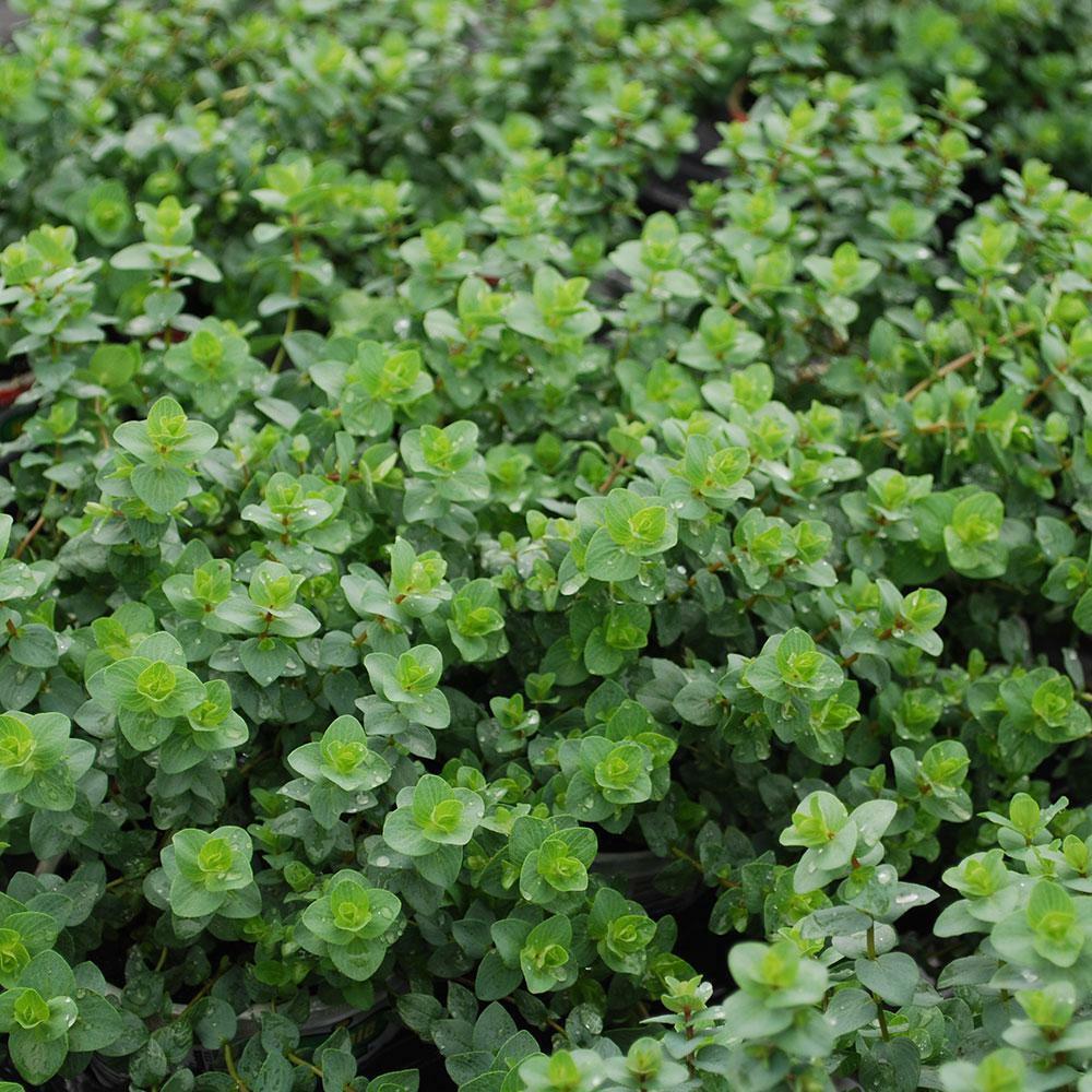 Italian Oregano 300 - 256,000 Seeds Origanum Vulgare Bulk Wholesale pizza spice Herb