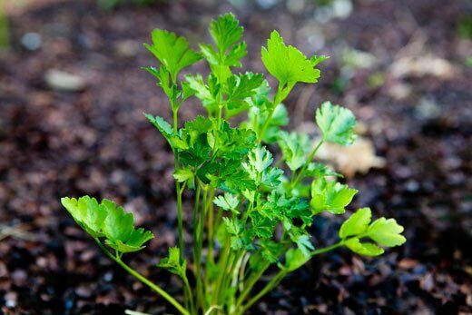 Italian Plain Leaf PARSLEY 300-5000 seeds heirloom fragrant healthy herb flavor