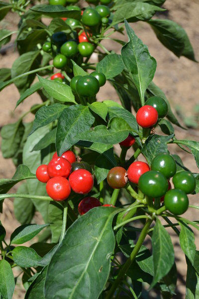 Joe's Round Hot pepper 20, 100, 200 Seeds Very productive! clusters! Rare Salsa