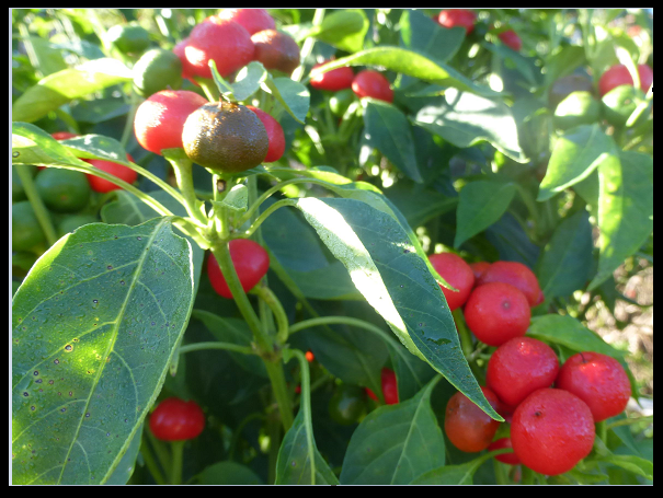Joe's Round Hot pepper 20, 100, 200 Seeds Very productive! clusters! Rare Salsa