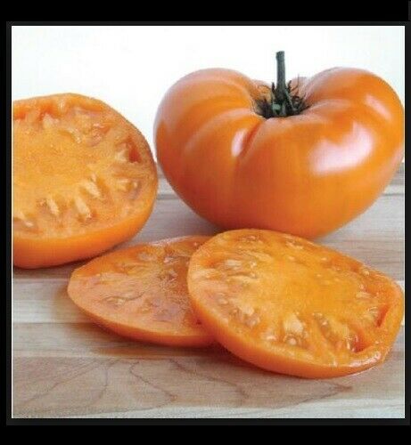 Kellogg's Breakfast Tomato 25 - 1000 Seeds Heirloom Unique Bulk Very Productive!