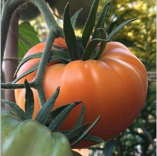 Kellogg's Breakfast Tomato 25 - 1000 Seeds Heirloom Unique Bulk Very Productive!