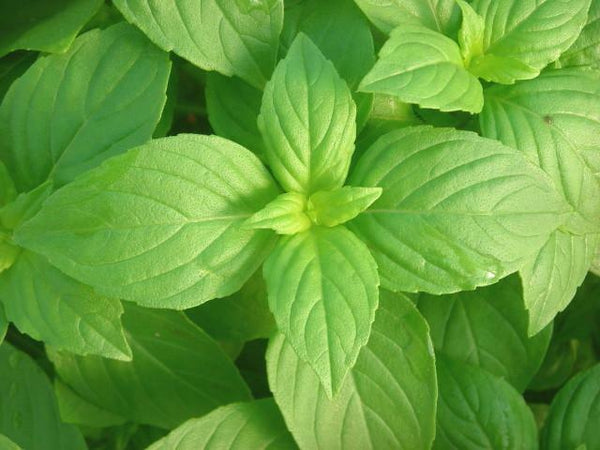 LEMON Basil 100 - 10K Seeds Aroma Herb Container Garden Potpourri Scent Easy Fresh Bulk