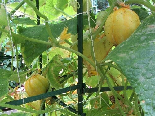 Lemon Cucumber Seeds (50 - 4000 1/4lb) Heirloom unique canning rare pickling OP