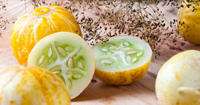 Lemon Cucumber Seeds (50 - 4000 1/4lb) Heirloom unique canning rare pickling OP