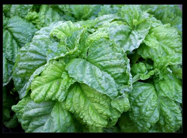 Lettuce Leaf Basil 100 -5000 Seeds Aromatic Bushy Huge abundant Leaves! Heirloom