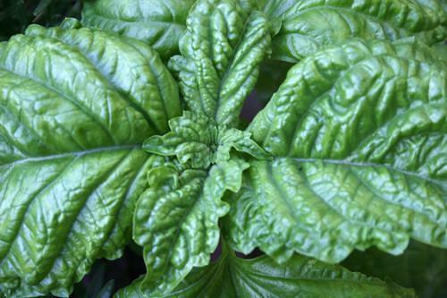 Lettuce Leaf Basil 100 -5000 Seeds Aromatic Bushy Huge abundant Leaves! Heirloom